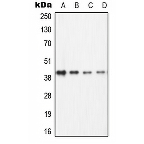 ECA39 Rabbit Polyclonal Antibody