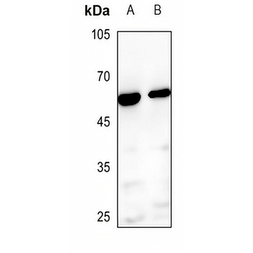 BMP3A Rabbit Polyclonal Antibody