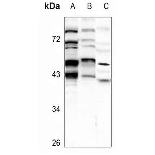 BNIP2 Rabbit Polyclonal Antibody