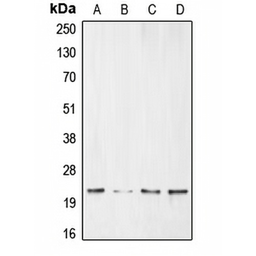 BNIP3 Rabbit Polyclonal Antibody