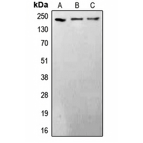 BRCA1 Rabbit Polyclonal Antibody
