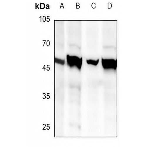 BRS3 Rabbit Polyclonal Antibody