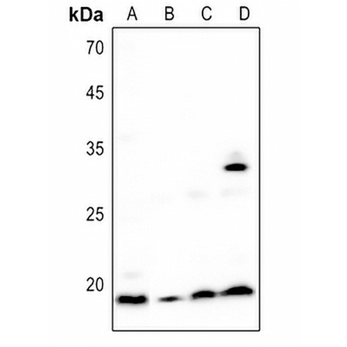 BST2 Rabbit Polyclonal Antibody