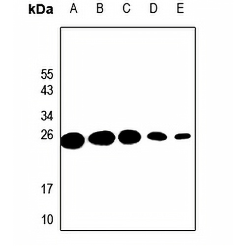 Probetacellulin Rabbit Polyclonal Antibody