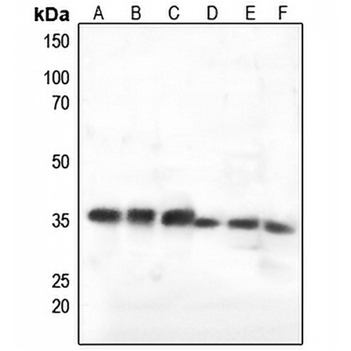 C1QBP Rabbit Polyclonal Antibody
