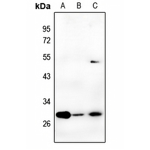 Carbonic Anhydrase 2 Rabbit Polyclonal Antibody