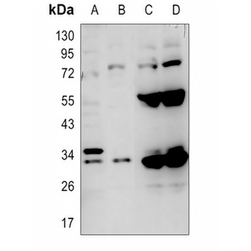 Carbonic Anhydrase 5A Rabbit Polyclonal Antibody