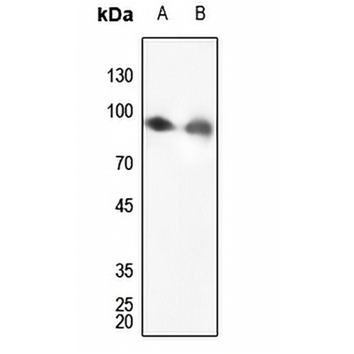 Calnexin Rabbit Polyclonal Antibody