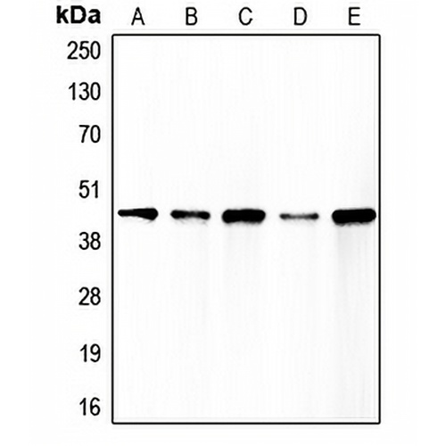 Caspase 1 Rabbit Polyclonal Antibody