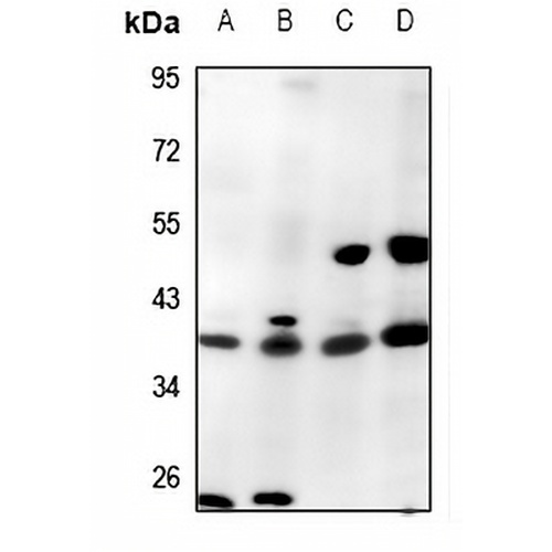 Caspase 1 Rabbit Polyclonal Antibody