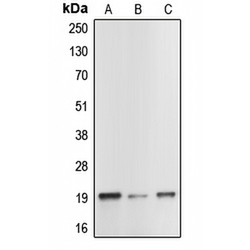 Caspase 1 p20 Rabbit Polyclonal Antibody