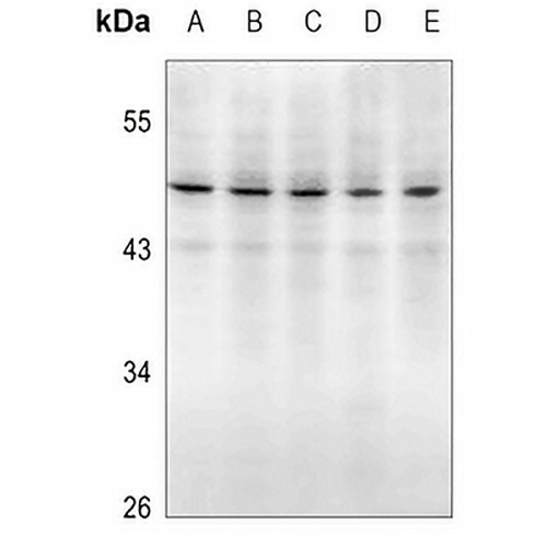 Caspase 2 p18 Rabbit Polyclonal Antibody