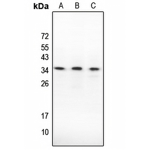 Caspase 3 Rabbit Polyclonal Antibody