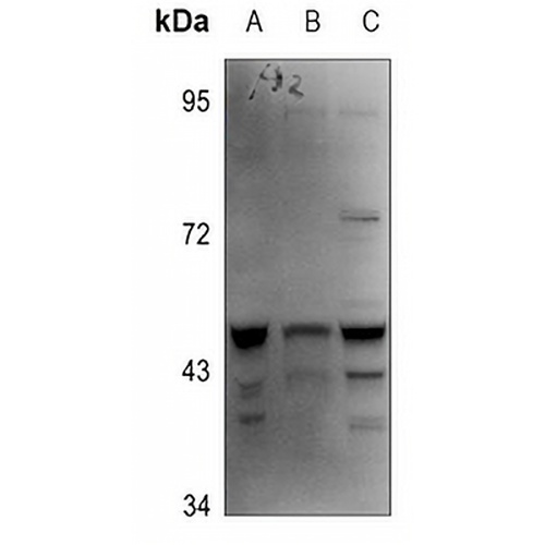 Caspase 4 Rabbit Polyclonal Antibody