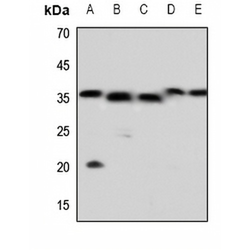 Caspase 5 p10 Rabbit Polyclonal Antibody