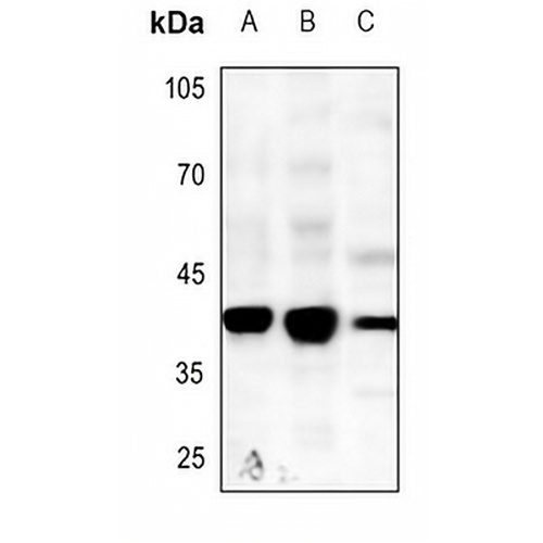 Caspase 5 Rabbit Polyclonal Antibody