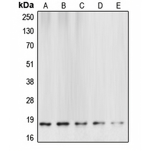 Caspase 6 p18 Rabbit Polyclonal Antibody