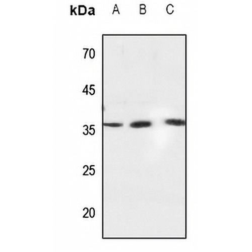 Caspase 6 Rabbit Polyclonal Antibody