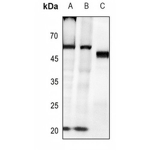 Caspase 8 (Phospho-Y380) Rabbit Polyclonal Antibody