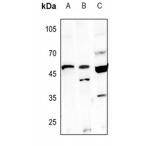 Caspase 9 Rabbit Polyclonal Antibody