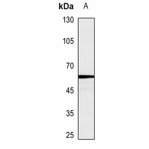 Caspase 10 Rabbit Polyclonal Antibody