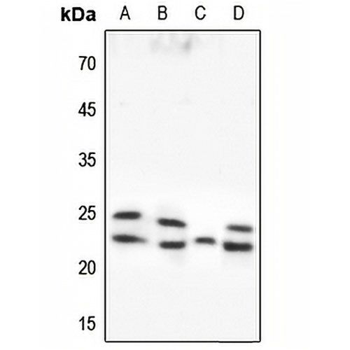 Caveolin 1 Rabbit Polyclonal Antibody