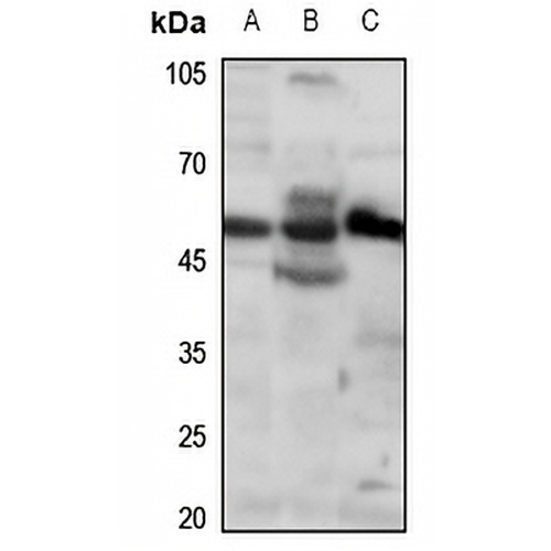 RUNX2 Rabbit Polyclonal Antibody