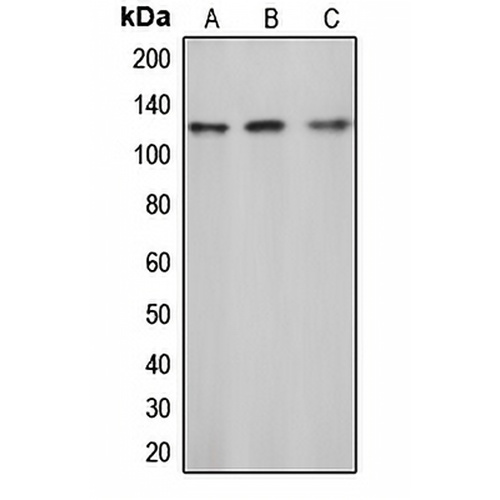 c-CBL (Phospho-Y774) Rabbit Polyclonal Antibody