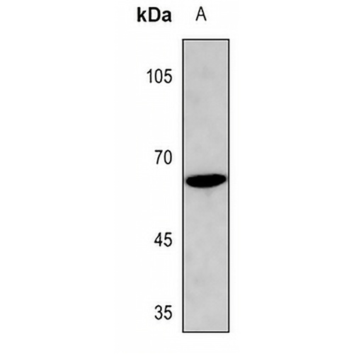 Cyclin B1 (Phospho-S126) Rabbit Polyclonal Antibody