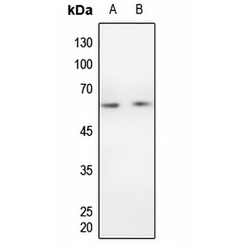 Cyclin B1 Rabbit Polyclonal Antibody