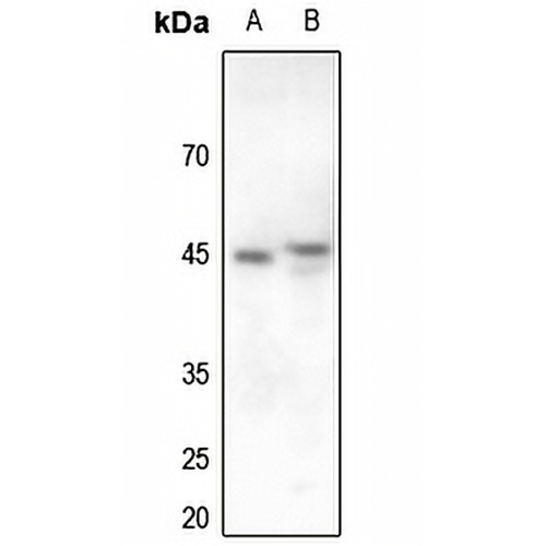 Cyclin E1 Rabbit Polyclonal Antibody