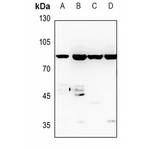 Cyclin F Rabbit Polyclonal Antibody
