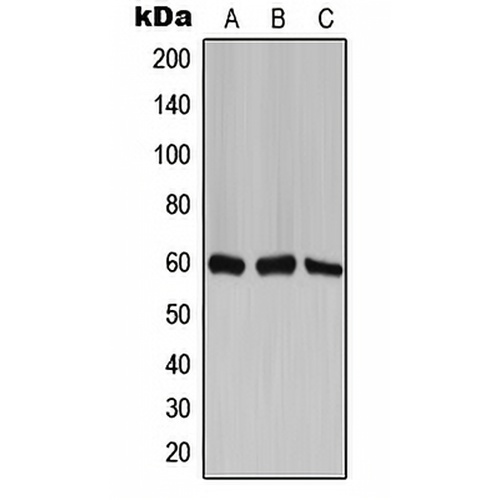 TCP1 zeta Rabbit Polyclonal Antibody