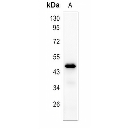 CD1b Rabbit Polyclonal Antibody