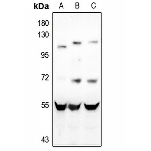 CD4 Rabbit Polyclonal Antibody