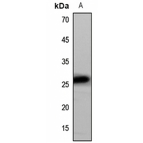 CD9 Rabbit Polyclonal Antibody