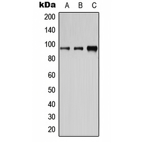 CD19 (Phospho-Y531) Rabbit Polyclonal Antibody