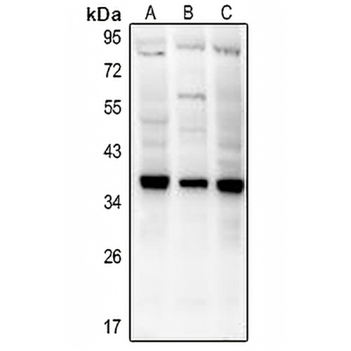 CD154 Rabbit Polyclonal Antibody