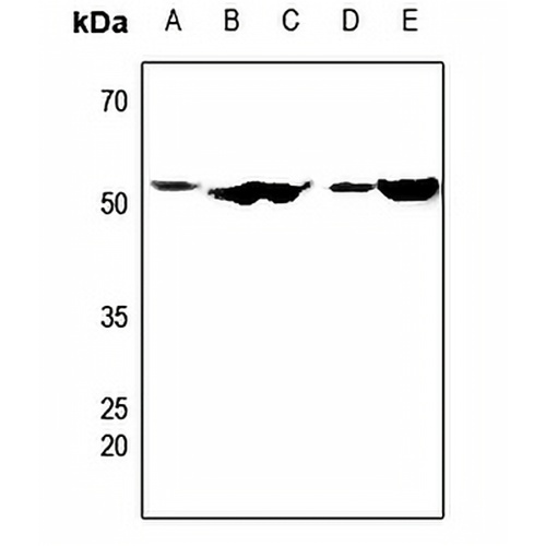 CDC20 Rabbit Polyclonal Antibody