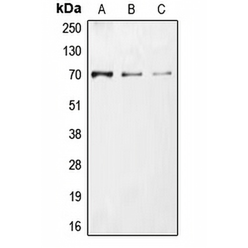 CDC25A (Phospho-S75) Rabbit Polyclonal Antibody