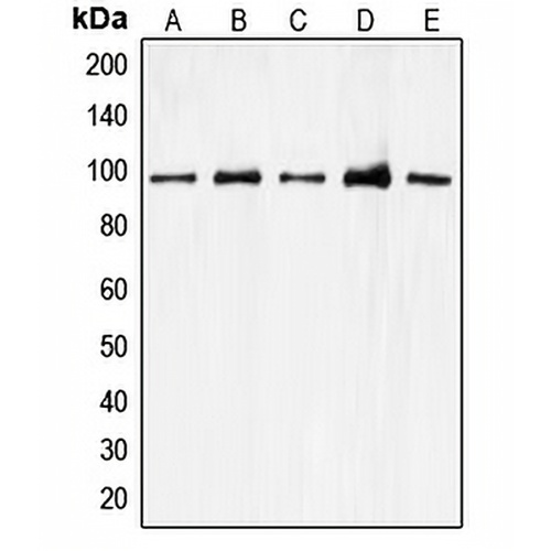 CDC27 Rabbit Polyclonal Antibody