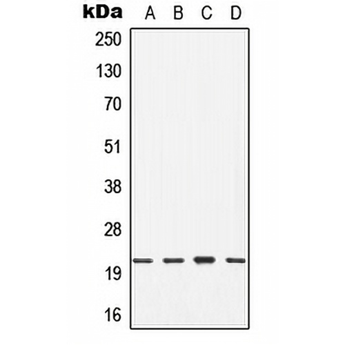 CDC42 Rabbit Polyclonal Antibody