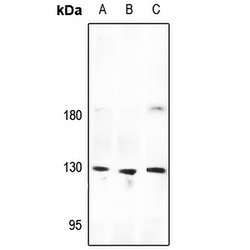 CD325 Rabbit Polyclonal Antibody
