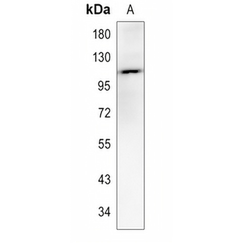 KSP Cadherin Rabbit Polyclonal Antibody