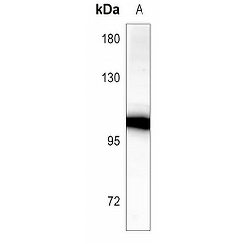 Cadherin 18 Rabbit Polyclonal Antibody