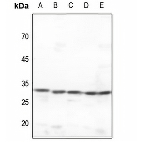 CDK2 Rabbit Polyclonal Antibody