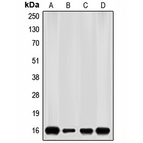 p16 INK4a Rabbit Polyclonal Antibody