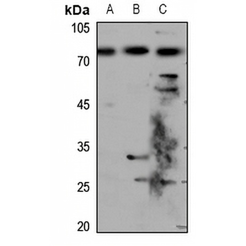 Chromogranin A Rabbit Polyclonal Antibody