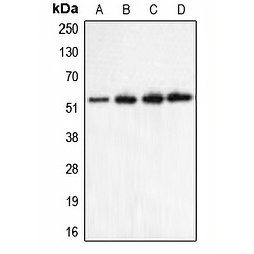 CHRNA5 Rabbit Polyclonal Antibody