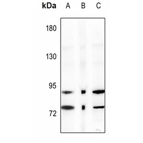 IKK alpha Rabbit Polyclonal Antibody